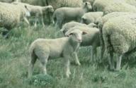 Image:Lamb.jpg