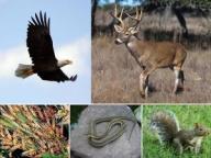 Animal Montage-300-2
